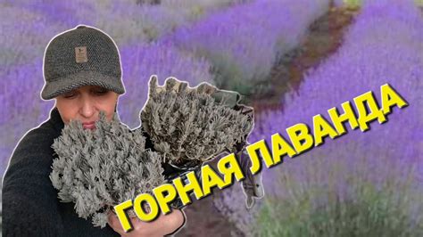 ОДЕССА ️ ЛУЧШИЕ САЖЕНЦЫ ВИНОГРАДА И ЛАВАНДЫ ️ПРОГУЛКА ️МОРЕ ЗОЛОТОЙ ...