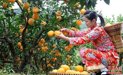 新宁举行中国脐橙高峰论坛 建成湖南首个柑橘试验站 今日关注 湖南在线 华声在线