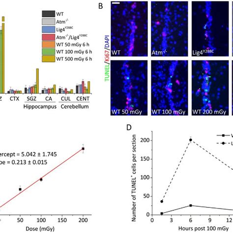 Endogenous And Ionising Radiation Induced Apoptosis Is Sensitively