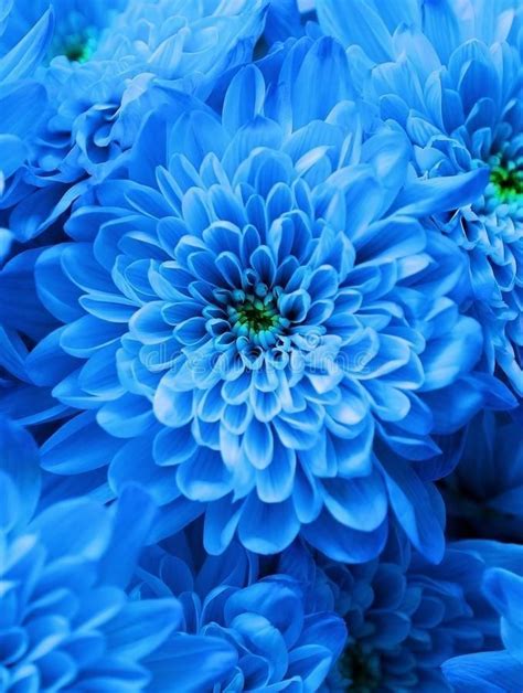 Detail Gambar Bunga Aesthetic Biru Koleksi Nomer 2