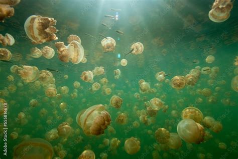 Large Group Of Stingless Jellyfish Ornate Cassiopeia Underwater With