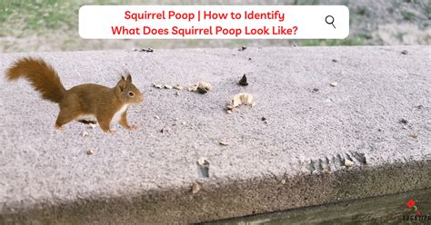 Squirrel Poop vs Rat Poop: A Detailed Comparison - BugsTips