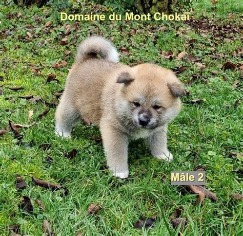 Chiots Akita Inu Domaine Du Mont Choka Vendre Uncompagnon Fr