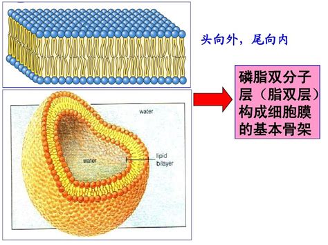 高中生物 细胞膜和细胞壁word文档在线阅读与下载无忧文档