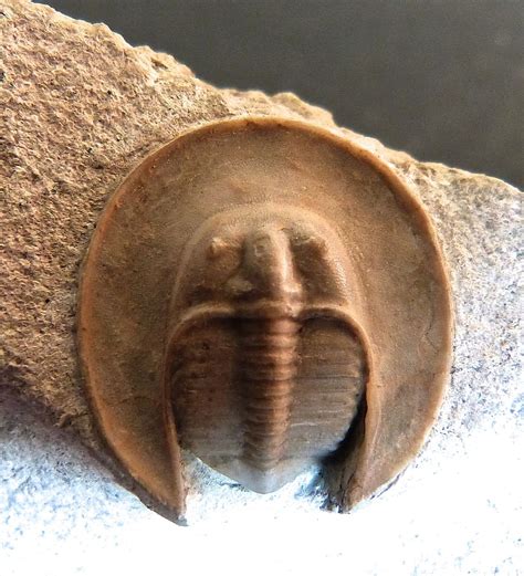 Trilobite Collection Discover Ancient Arthropods Amnh Trilobite