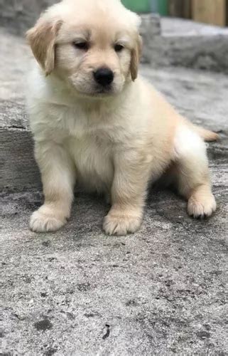 Golden Macho filhotes De Golden Retriever à venda em Itaquaquecetuba