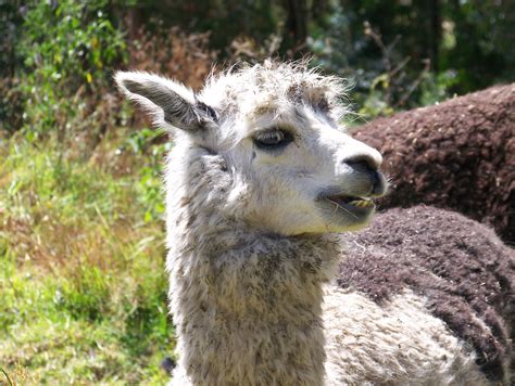 All Sizes Peru Llama Flickr Photo Sharing Peru Llama Llama Peru