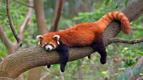 Tristesse un panda roux du Parc de la Tête d Or est mort dans l