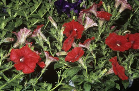 Petunia Surfinia Stock Image B8302976 Science Photo Library