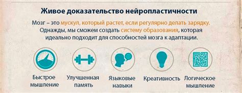 Что такое нейропластичность и как это влияет на образование?
