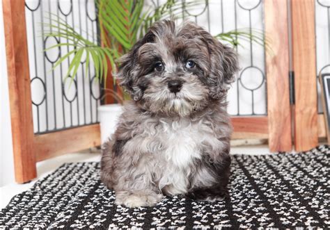 Dillon- Stunning Little Blue Merle Male Shih-Poo Puppy - Florida ...