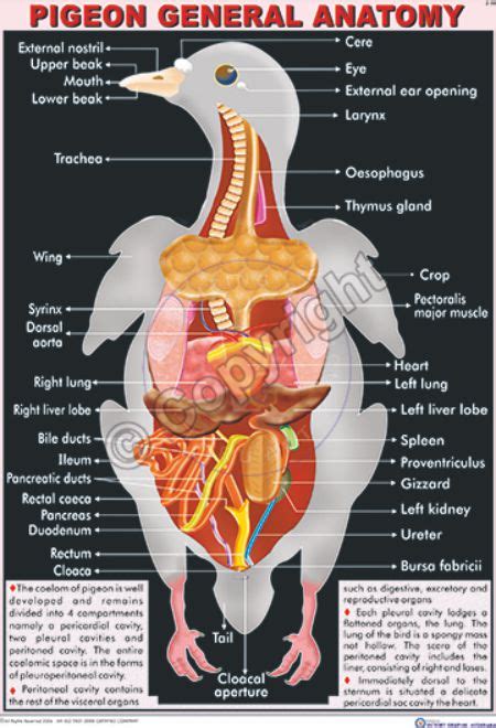 Victory Graphik Z 38 Pigeon General Anatomy