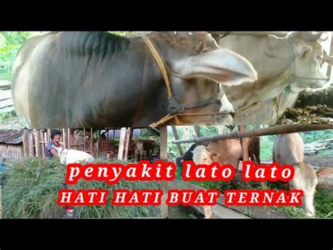 Awas Penyakit Lato Lato Kembali Menyerang Ternak Sapi Dan Menular