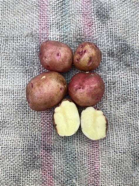 Red Norland Potatoes By The Pound