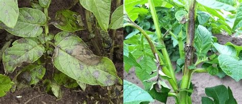 La Peronospora Della Patata E Del Pomodoro Microbiologia Italia