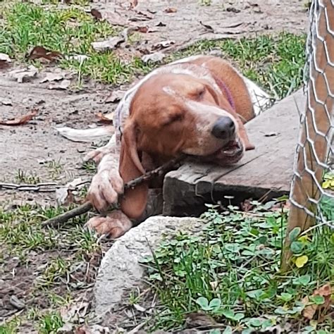 hound dog breed  cutest hound