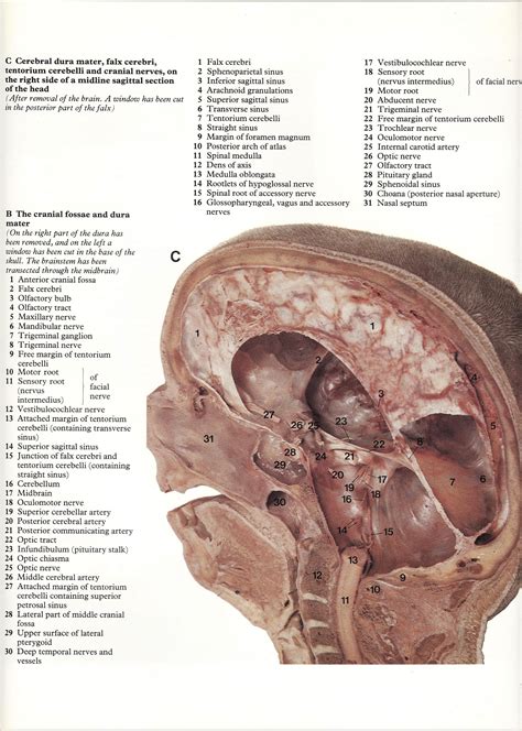 Skull Anatomy Brain Anatomy Human Anatomy Art Human Anatomy And