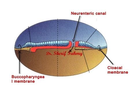 Gastrulation & Notochord (General Embryology)