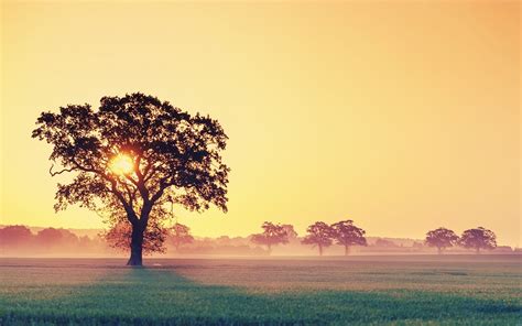 Nature Trees Sunset Clouds Landscape Field Clear Sky Sky