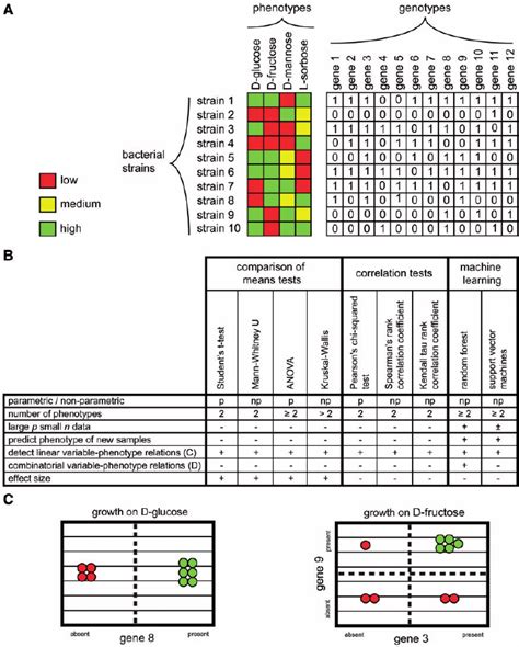 Choosing An Approach For Genotype Phenotype Association A Dataset Download Scientific