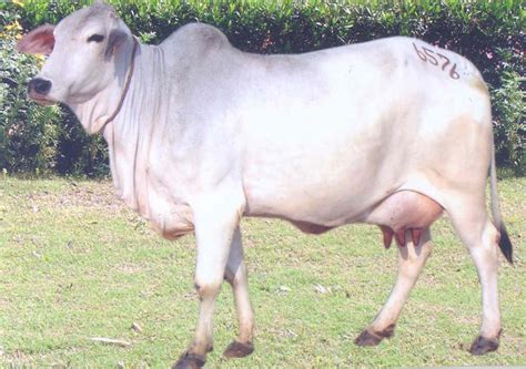 Dairy Cows Breeds In The Philippines All About Cow Photos