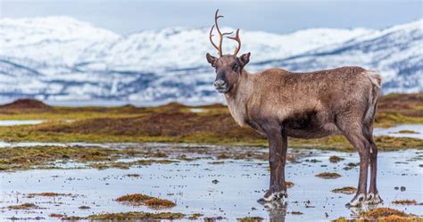 Quelle Est La Diff Rence Entre Un Renne Et Un Cerf Le Brame Du Cerf