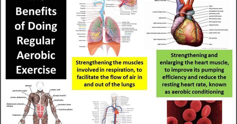 76 Benefits Of Exercise Lungs Benefitsofexercise