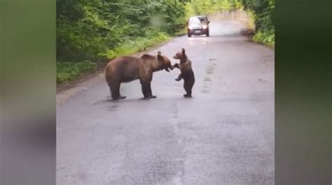 Moment impresionant cu o ursoaică și puiul ei Clipul a devenit viral