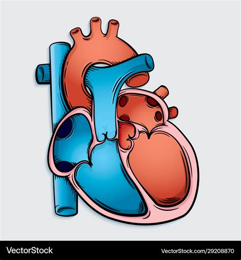 Simple Heart Anatomy Royalty Free Vector Image