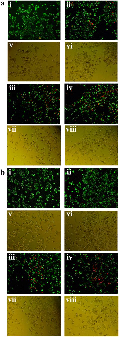 Representative Fluorescence Images Of Hepg Cells Stained With