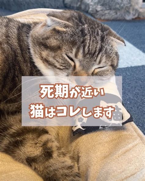 【感動】死期が近い猫の行動を調査していたら驚きの事実が判明！（ねこぞー） エキスパート Yahooニュース