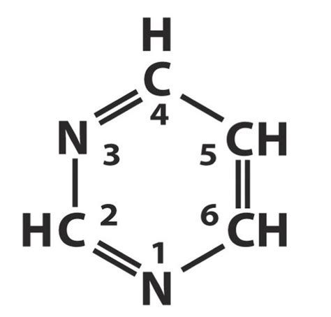 Metabolism Of Nucleotides Flashcards Quizlet