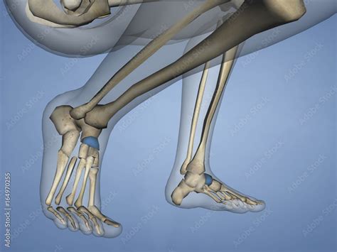 Navicular Bone, 3D Model Stock Illustration | Adobe Stock