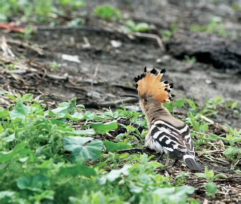 Penny S Hot Birding And Life SHETLAND BIRD NEWS MORE