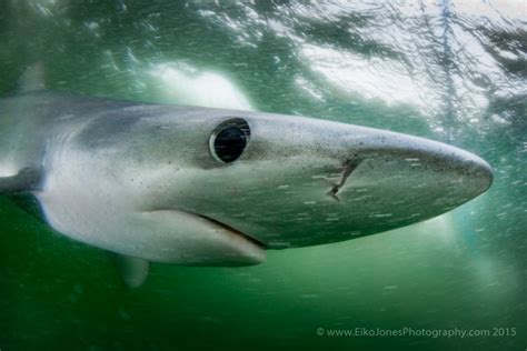 Blue Shark diving in Canada - Eiko Jones- Photo and Video