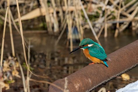 Eisvogel See Vogel Kostenloses Foto Auf Pixabay Pixabay