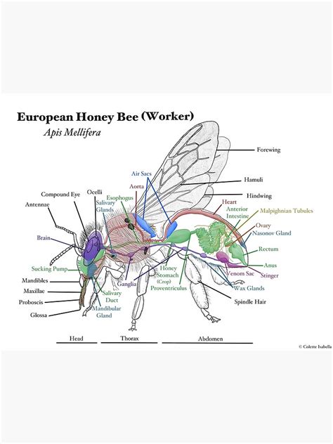 "Anatomy of a Worker Bee" Poster for Sale by MouseBee | Redbubble