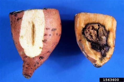 Bacterial Rot Blight Dickeya Dadantii