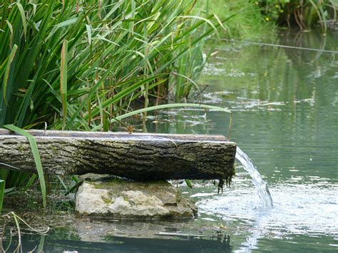 Free Images : landscape, water, nature, swamp, plant, lake, river, reed, wildlife, stream ...