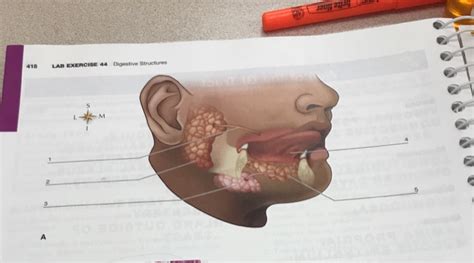 Anatomy And Physiology Archive April 10 2018 Chegg