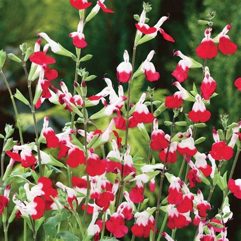 Salvia Hot Lips - Rockbarton Garden Centre