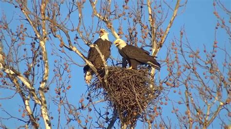 Bald Eagles In Massachusetts Are Threatened By Rat Poison Necn