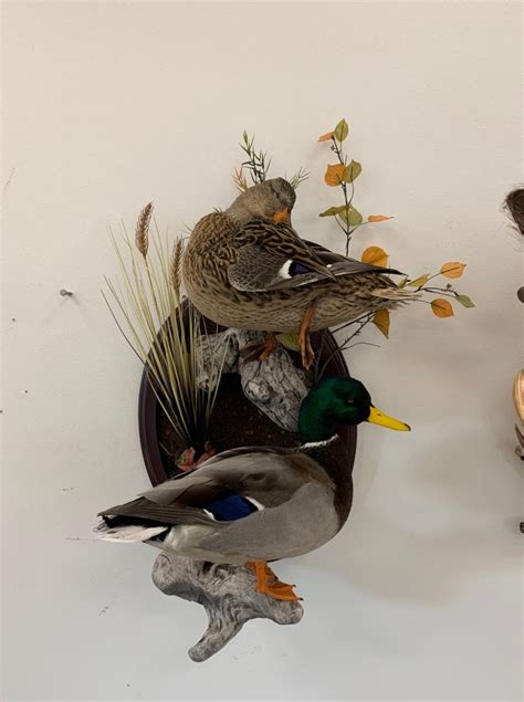 Standing Duck Mounts Stehling S Taxidermy