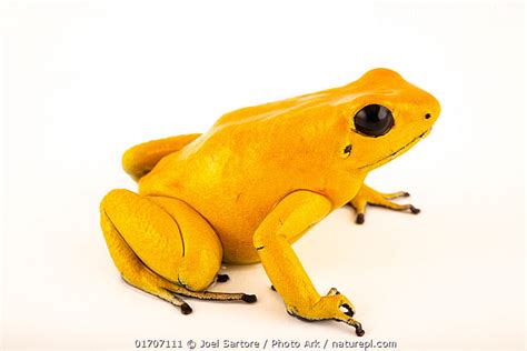 Stock Photo Of Golden Poison Dart Frog Phyllobates Terribilis Orange