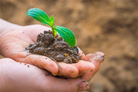 Premium Photo Cropped Hands Holding Sapling