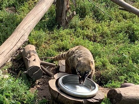 Wild Zoological Park Wolverhampton 2020 All You Need To Know Before