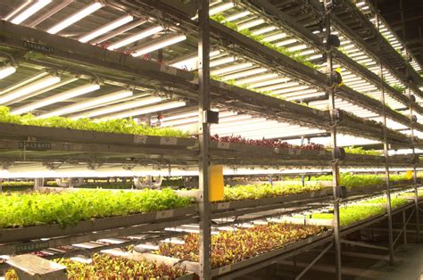 UNS Farms Launches Educational Farm Tours | Sustainable Farming UAE