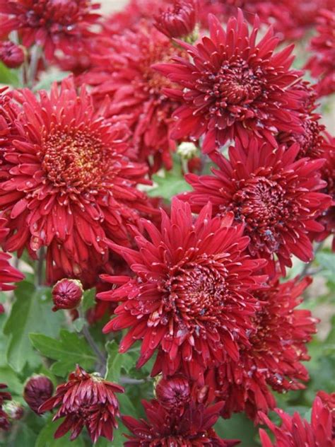 Chrysanthemum Volunteer Bluestone Perennials