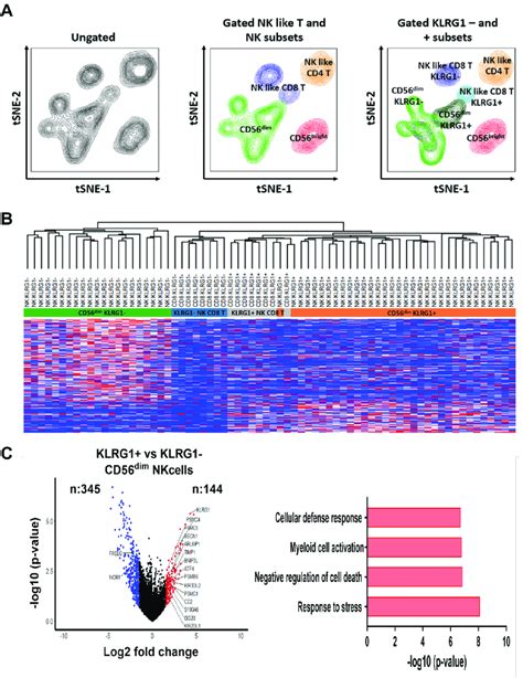 KLRG1 CD56 Dim NK And KLRG1 CD56 CD8 T Cells Exhibit Similar