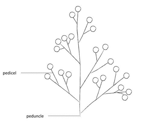 Panicle | Invasive plant species in Portugal